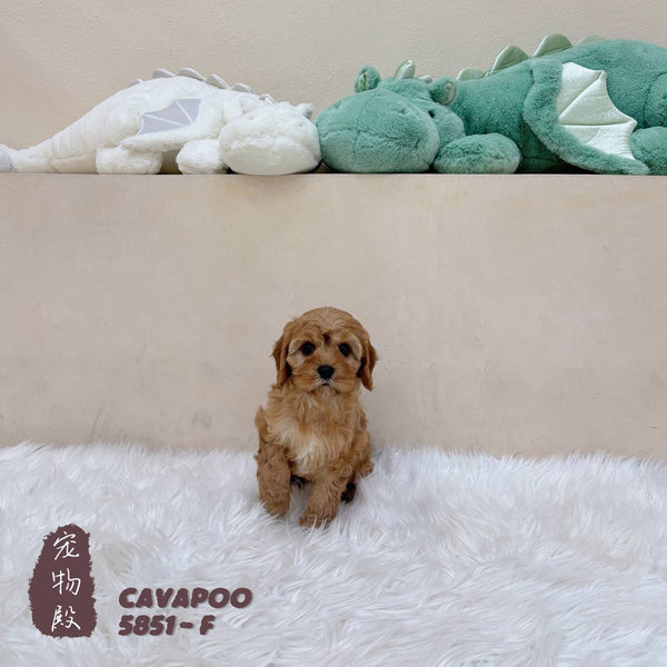 Cavapoo - 5851 (F)