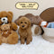 Maltipoo - 0384 (Male)