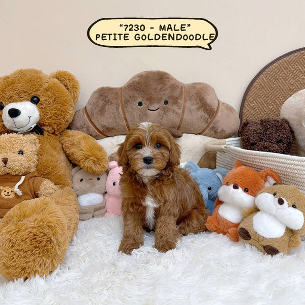 Petite Goldendoodle - 7230 (Male)