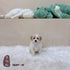 Maltipoo - 1689 (M)