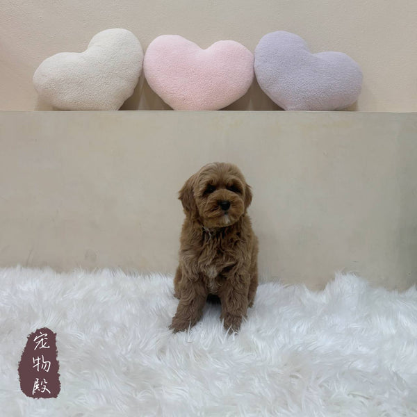 Mini Goldendoodle - 3740 (M)