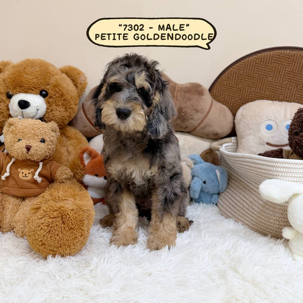 Petite Goldendoodle - 7302 (Male)