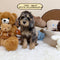 Petite Goldendoodle - 7302 (Male)