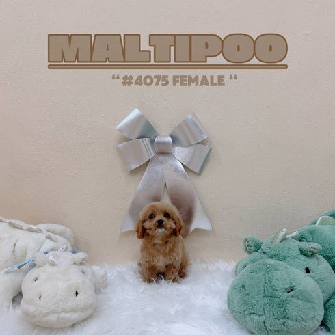 Maltipoo - 4075 (Female)