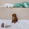 Cavapoo - 5863 (F)