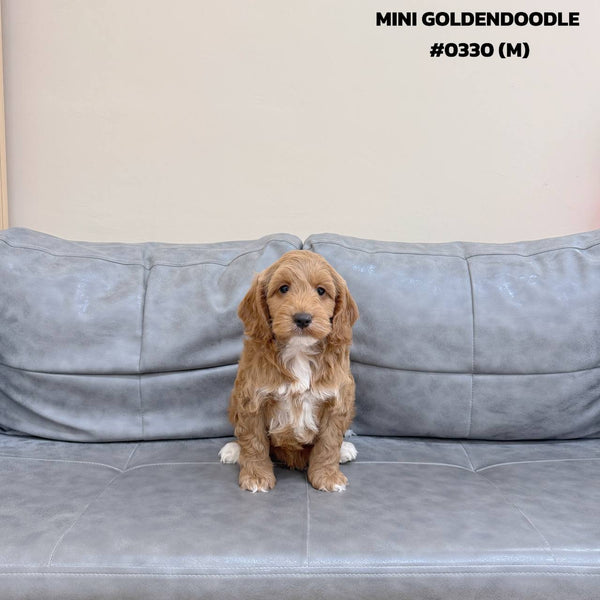 Mini Goldendoodle - 0330 (M)