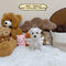 West Highland Terrier “Westie” - 6699 (Female)