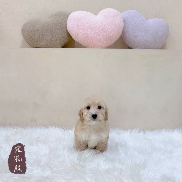 Mini Goldendoodle - 3346 (F)