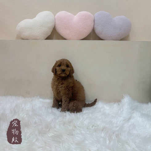 Mini Goldendoodle - 2846 (F)