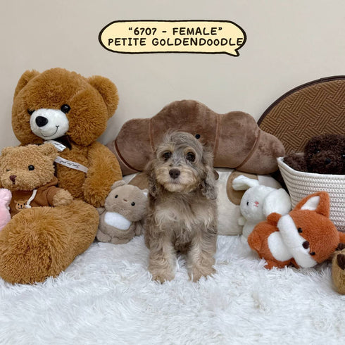 Petite Goldendoodle - 6707 (Female)