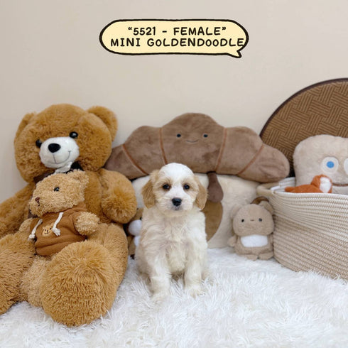 Mini Goldendoodle - 5521 (Female)