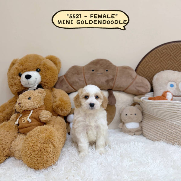 Mini Goldendoodle - 5521 (Female)