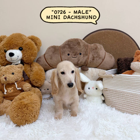 Mini Dachshund Cream Longhair - 0726 (Male)