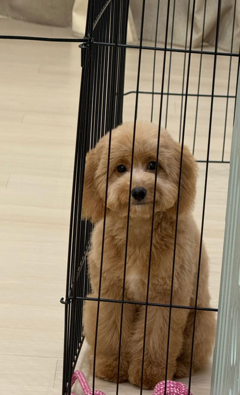 Cavapoo - 5280 (F)