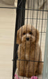 Cavapoo - 5280 (F)