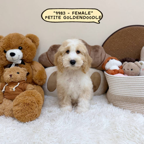 Petite Goldendoodle - 9983 (Female)