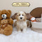 Petite Goldendoodle - 9983 (Female)
