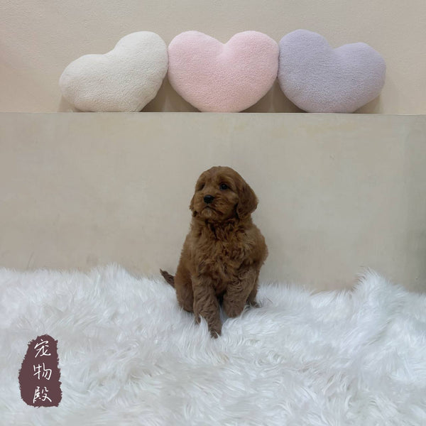 Mini Goldendoodle - 2846 (F)