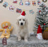 Golden Retriever - 6306 (M)