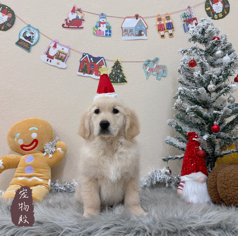Golden Retriever - 6320 (F)