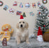 Golden Retriever - 6320 (F)