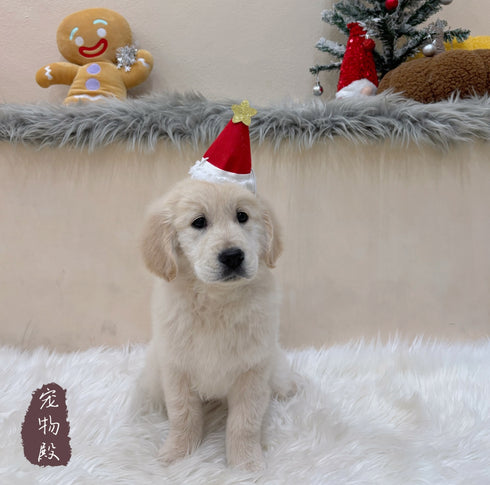 Golden Retriever - 6310 (F)