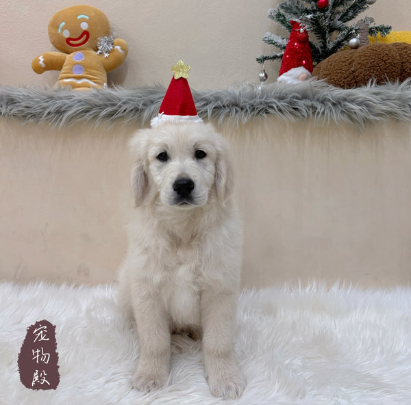 Golden Retriever - 6306 (M)