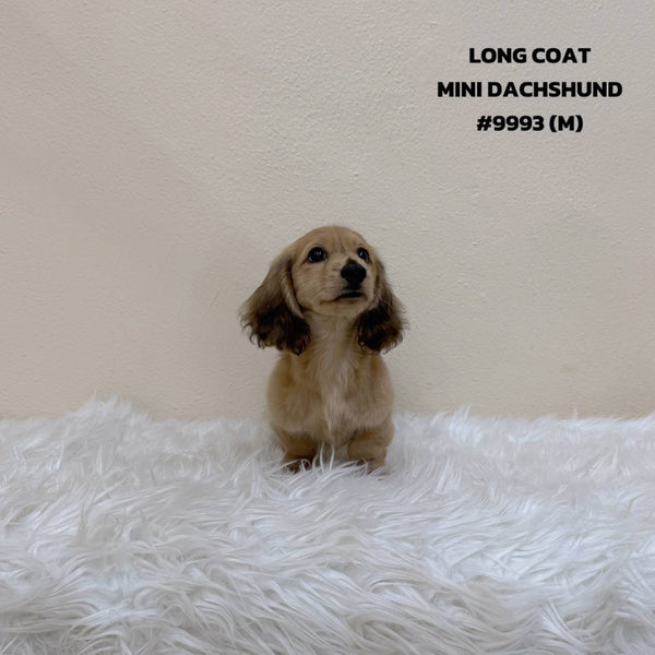 Dachshund Mini - 9993 (M)