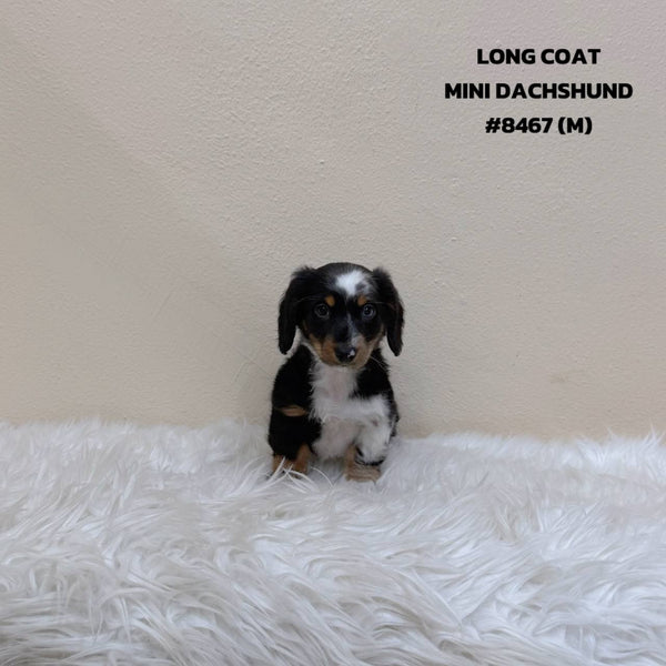 Dachshund Mini - 8467 (M)