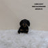 Dachshund Mini - 8338 (F)