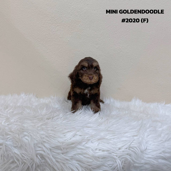 Mini Goldendoodle - 2020 (F)