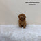 Mini Goldendoodle - 2103 (F)