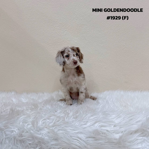 Mini Goldendoodle - 1929 (F)