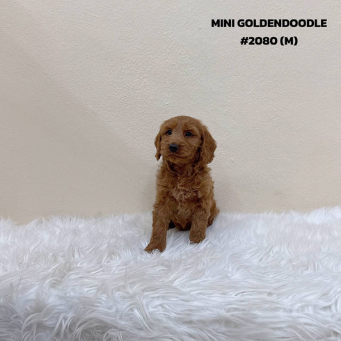 Mini Goldendoodle - 2080 (M)