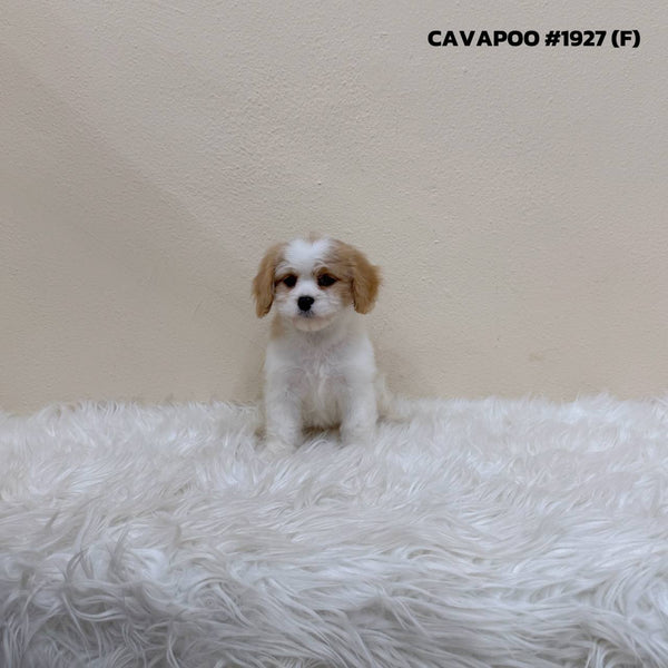 Cavapoo - 1927 (F)