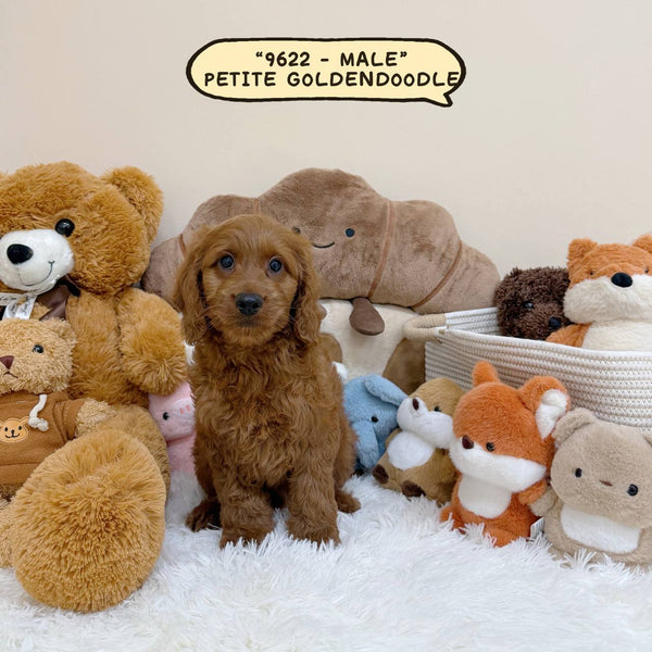 Petite Goldendoodle - 9622 (Male)