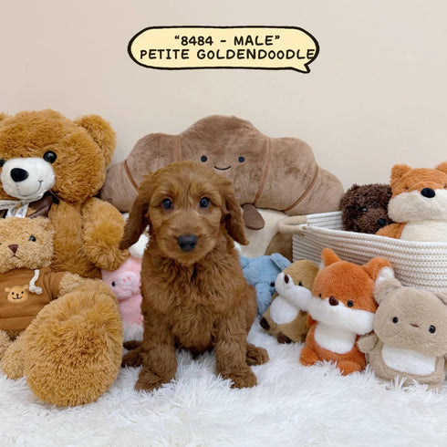 Petite Goldendoodle - 8484 (Male)