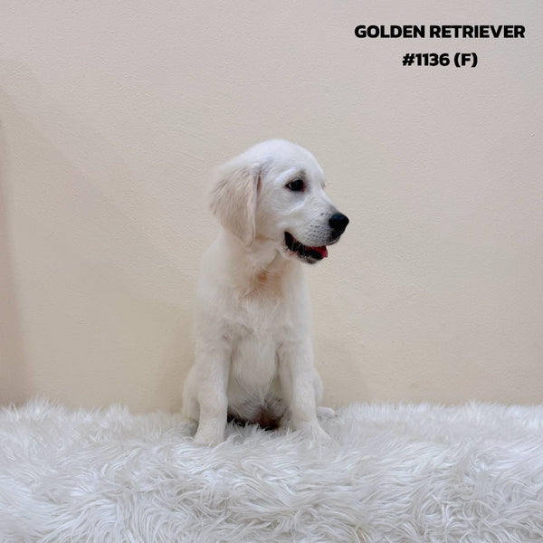 Golden Retriever - 1136 (F)