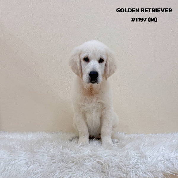 Golden Retriever - 5197 (M)