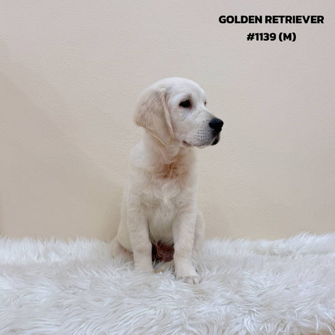 Golden Retriever - 1139 (M)