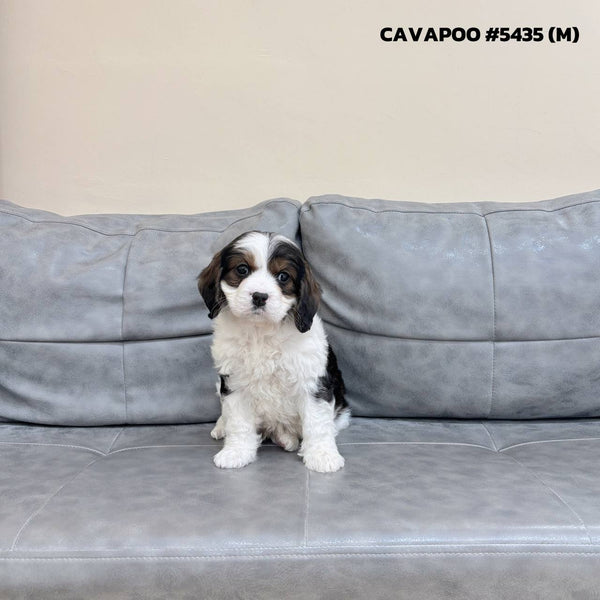 Cavapoo - 5435 (M)