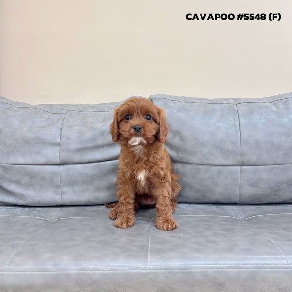 Cavapoo - 5548 (F)