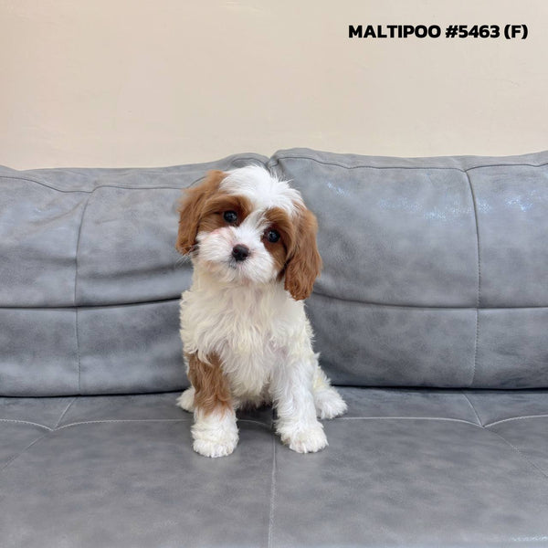 Maltipoo - 5463 (F)