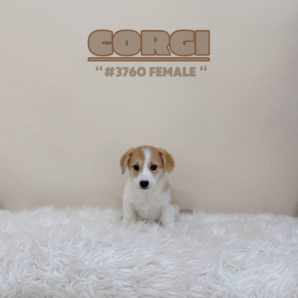 Corgi (Pembroke Welsh) - 3760 (F)