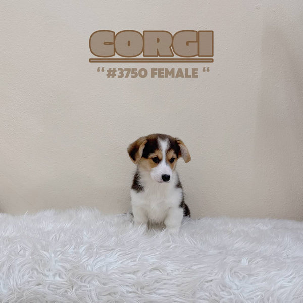 Corgi (Pembroke Welsh) - 3750 (F)