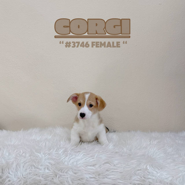 Corgi (Pembroke Welsh) - 3746 (F)