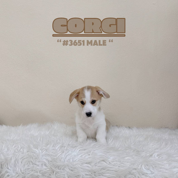 Corgi (Pembroke Welsh) - 3651 (M)