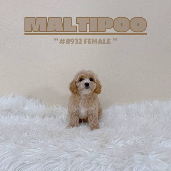 Maltipoo - 8932 (F)