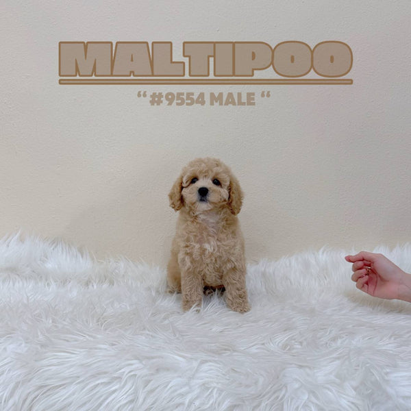 Maltipoo - 9554 (M)