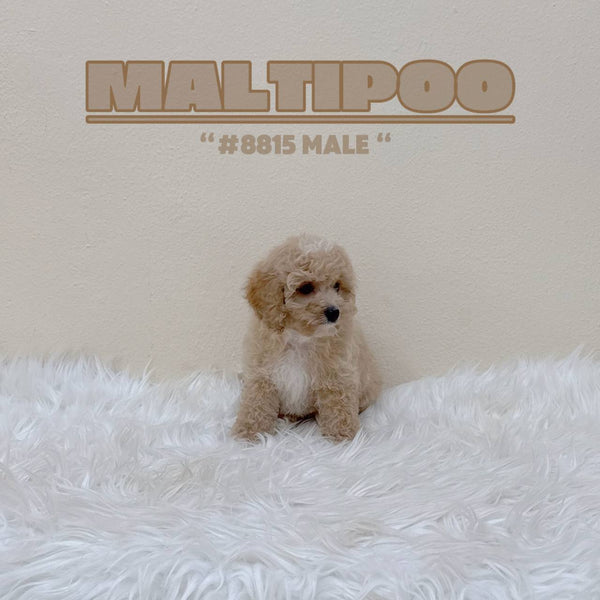 Maltipoo - 8815 (M)